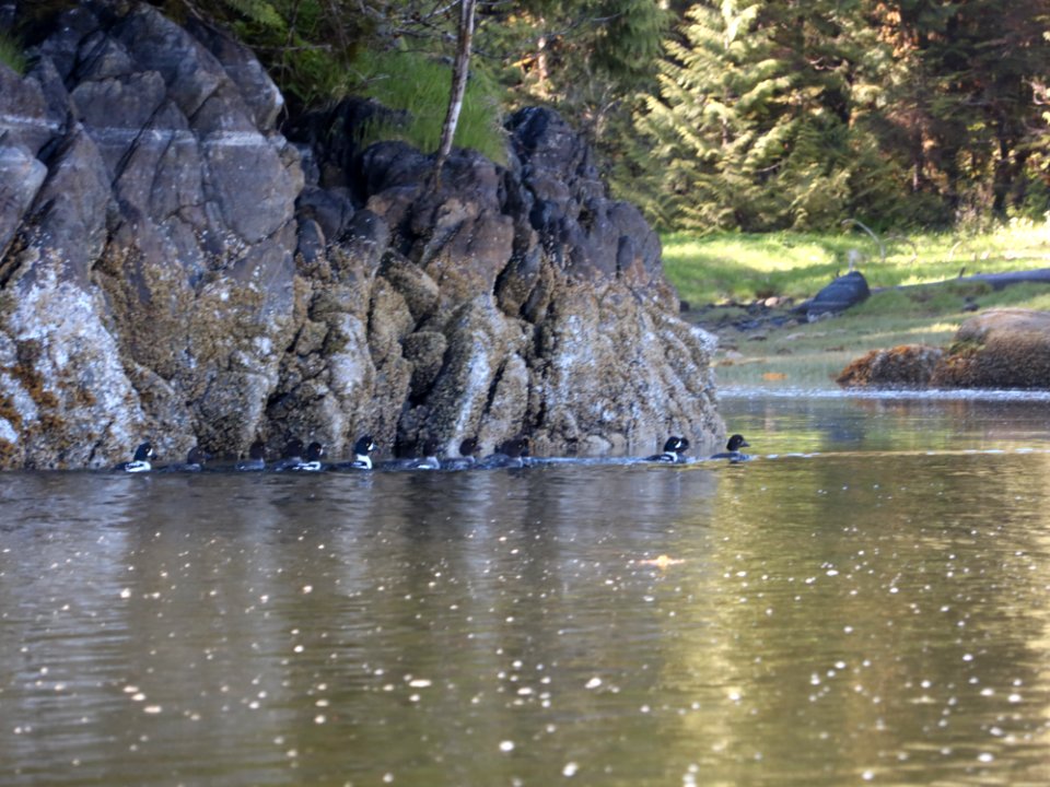 Flock of Barrow's goldeneyes foraging in Klewnuggit Inlet Marine Provincial Park