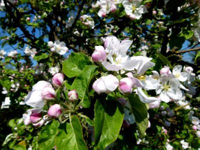 Fleurs de pommier 1