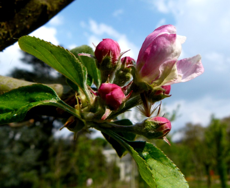 Fleurs de pommiers