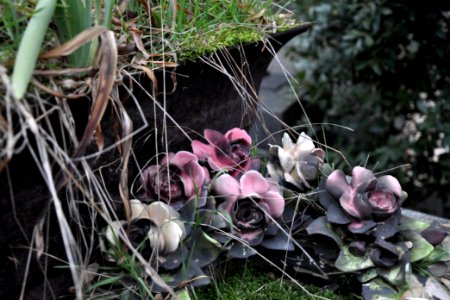 Fleurs de cimetière 29 01 2011 C 02 Des