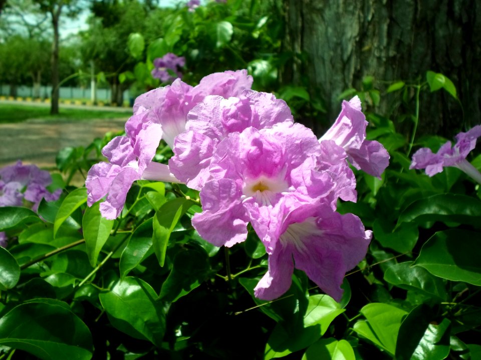 Flores Campus Universitario Unicordoba Jpg (150817633)