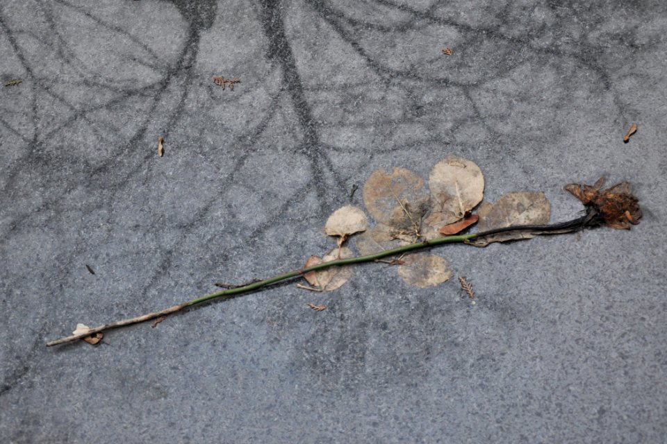 Fleurs de cimetière 29 01 2011 R 04