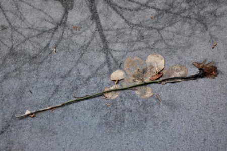 Fleurs de cimetière 29 01 2011 R 04
