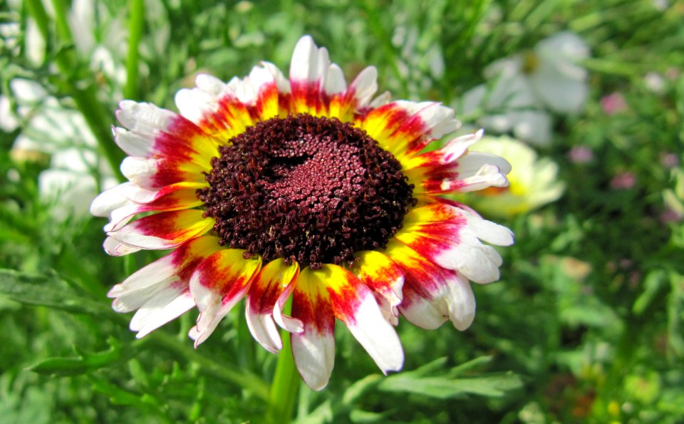 Fleurs à couleurs différentes