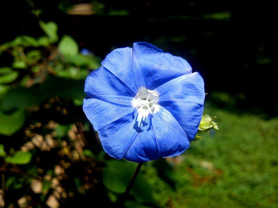 Flower @ Cubbon Park -1