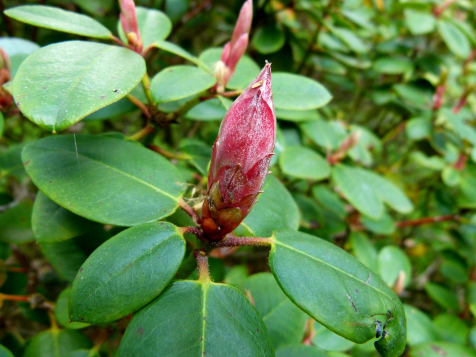 Fleurs de rhododendrons