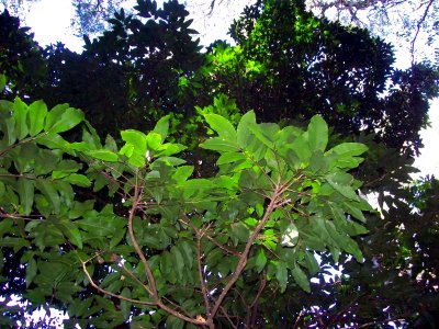 Flindersia bennettiana Coffs H