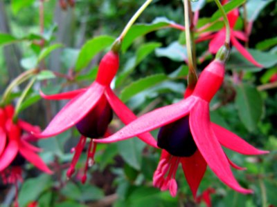 Fleurs rouges pendantes
