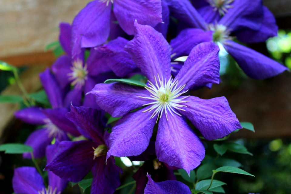 Flower (236696479)
