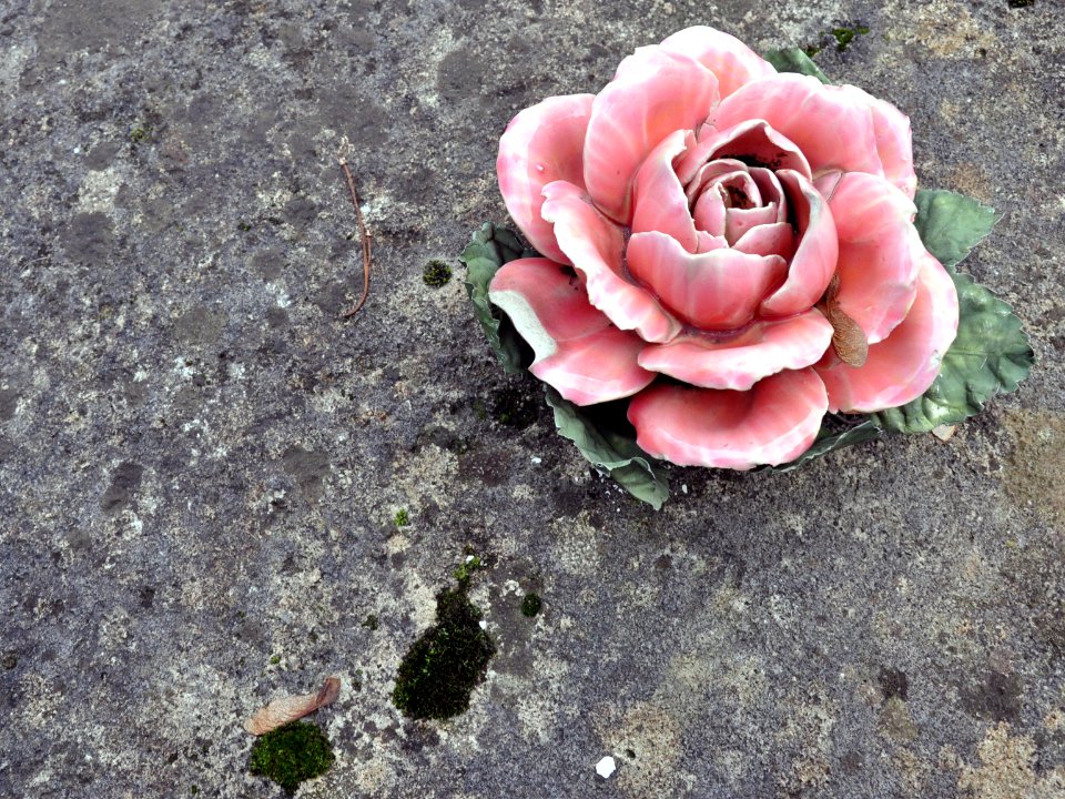 Fleurs de cimetière 29 01 2011 C 10