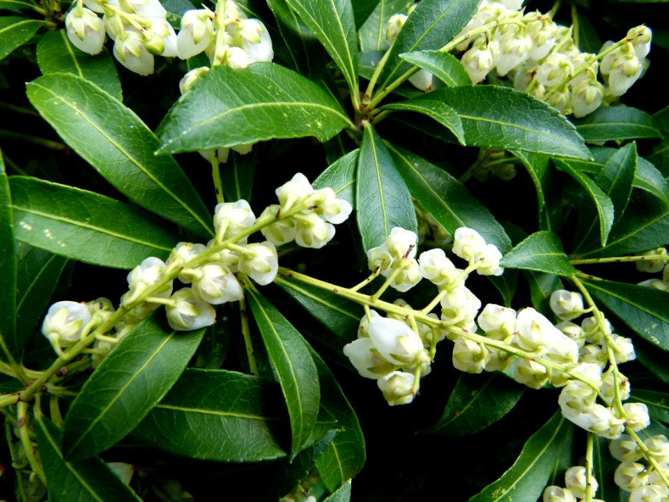 Fleurs à clochette blanche 2