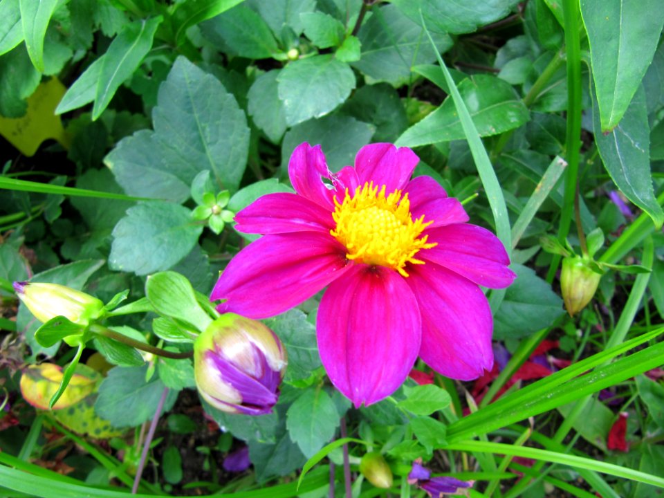 Fleurs au jardin des iris - Jardin des Plantes Paris 9