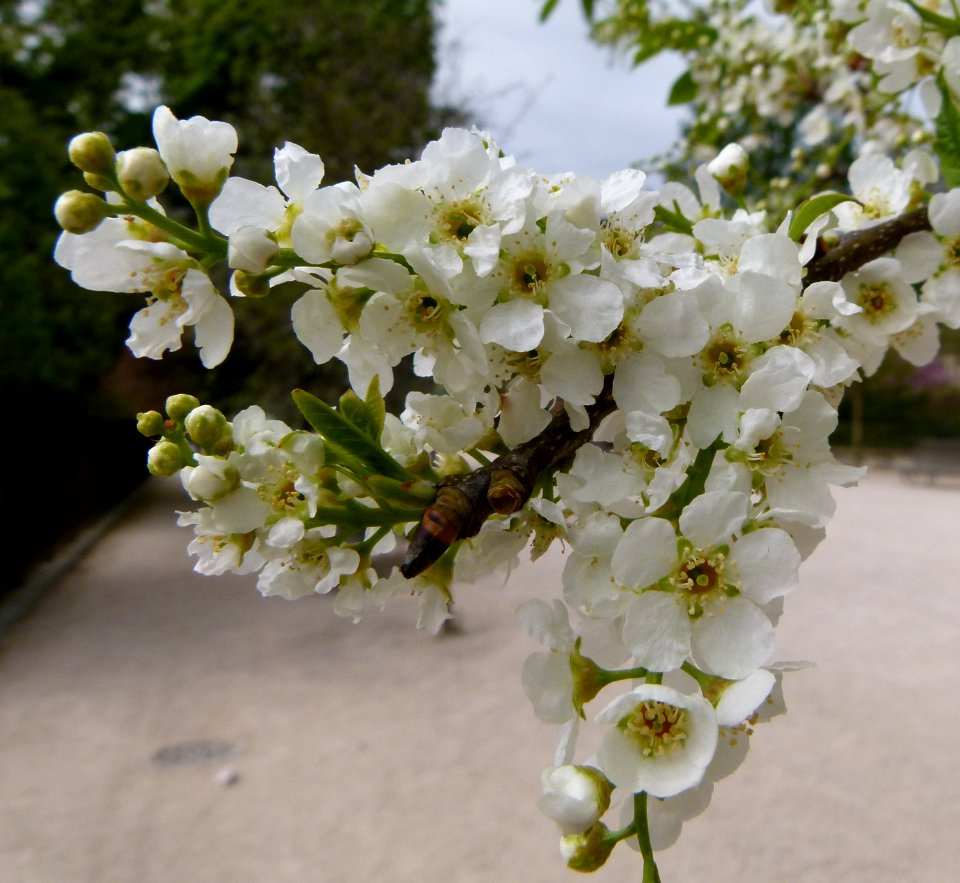 Fleurs de pommier