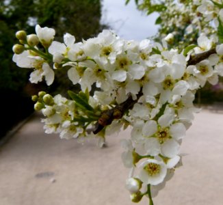 Fleurs de pommier