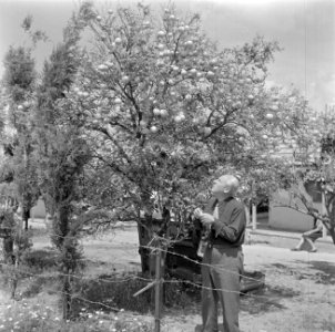 Fotograaf Willem van der Poll bij een sinaasappelboom op een citrusplantage bij , Bestanddeelnr 255-1220