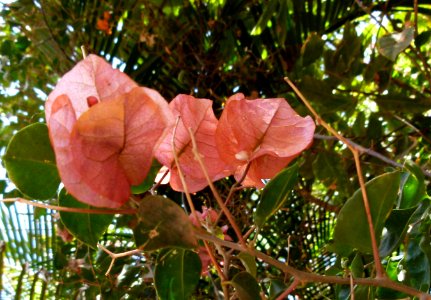 Fleurs de bougainvilliers