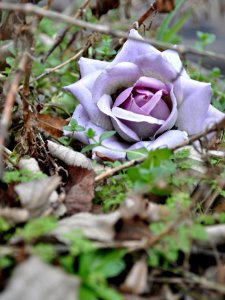 Fleurs de cimetière 29 01 2011 R 01
