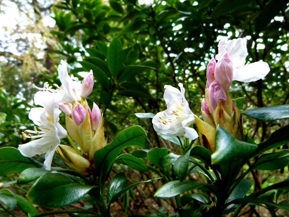 Fleurs de rhododendrons 2