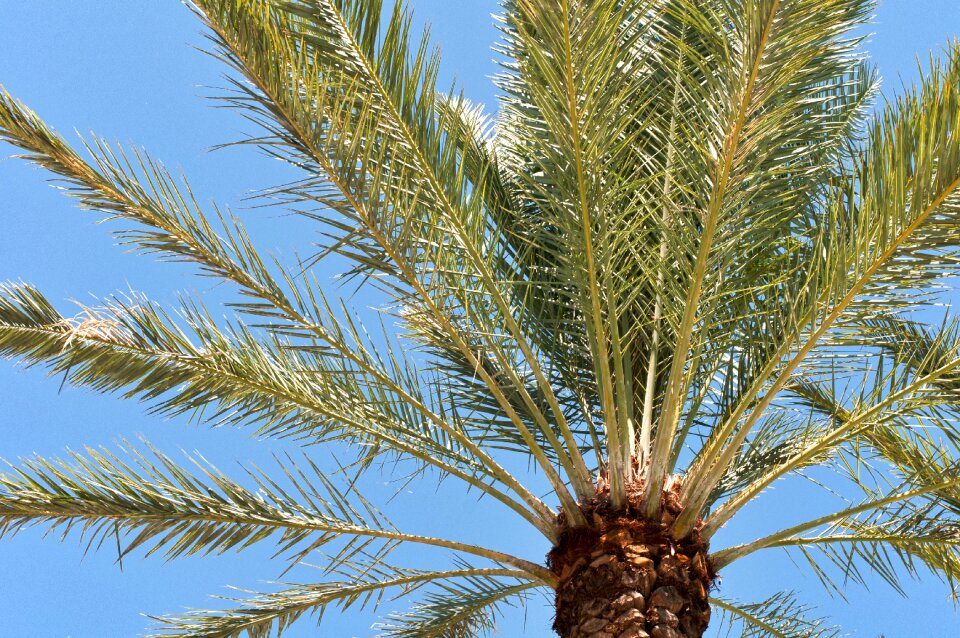 Tree vacation beach