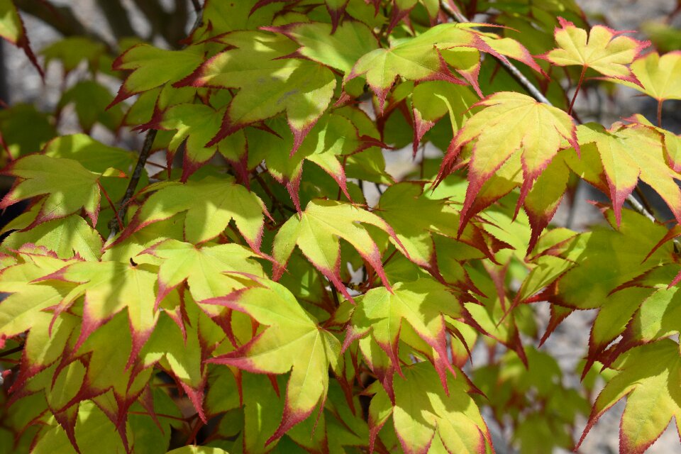 Plant spring nature