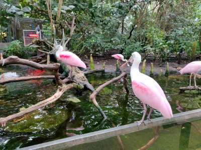 Florida Aquarium Birds