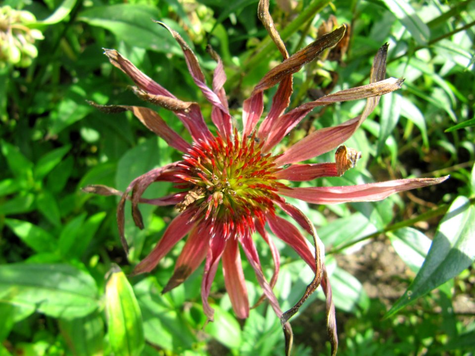 Fleurs au jardin des iris - Jardin des Plantes Paris 4