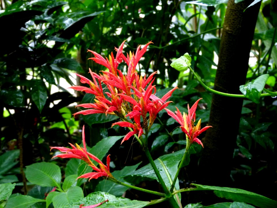 Fleurs rouges exotiques