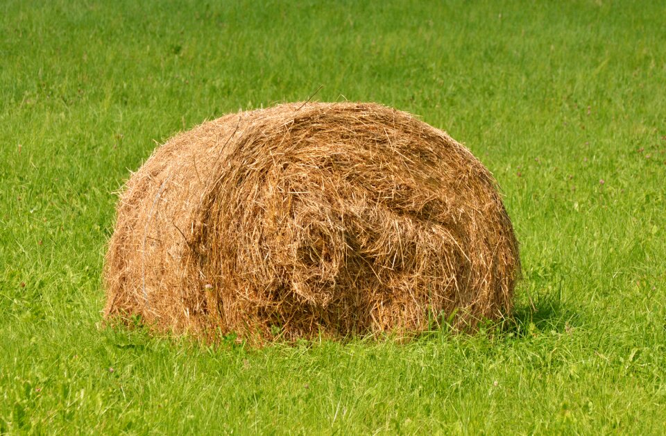 Hay straw bales bale