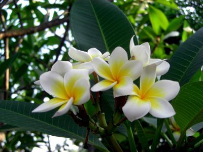Fleurs de frangipanier