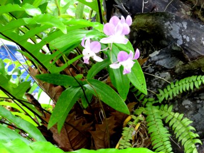 Fleurs de Thailande 2