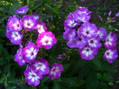 Fleurs 1