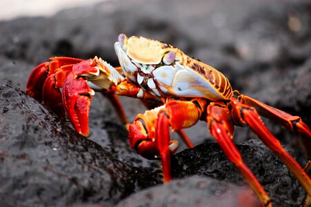Island animal wildlife