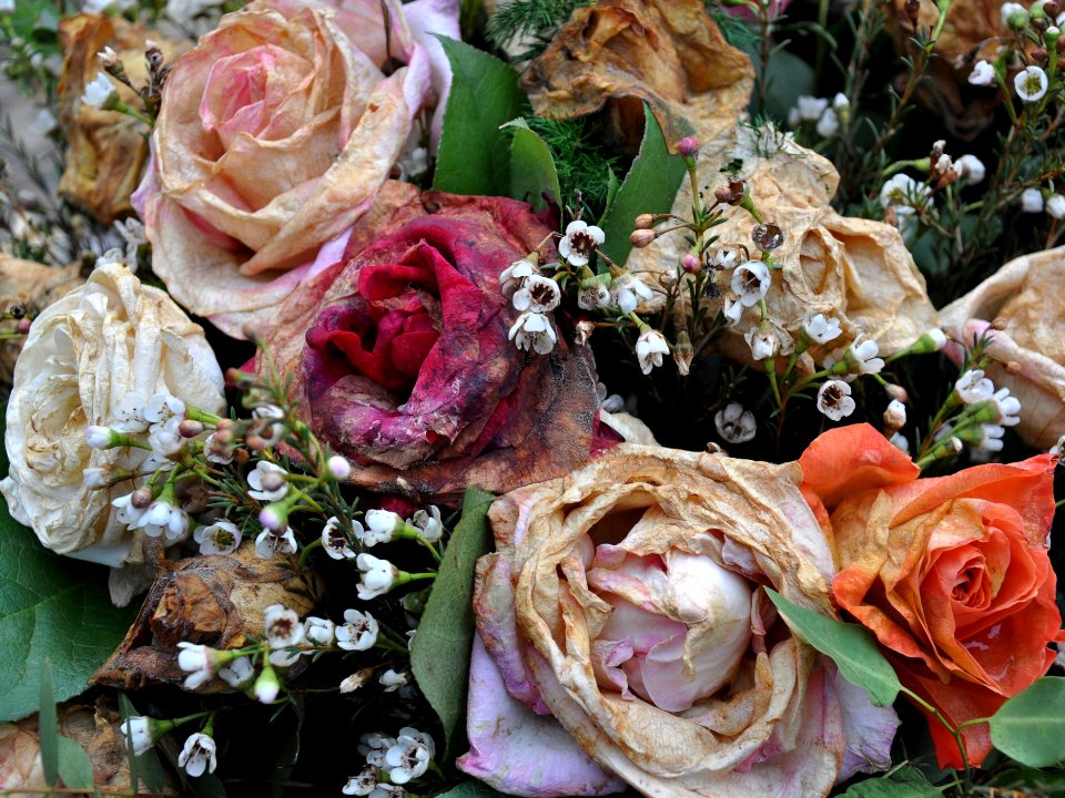 Fleurs de cimetière 29 01 2011 R 02