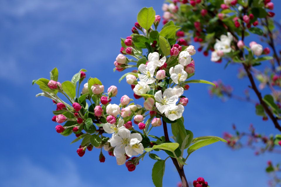 Fleurs de pommier contre le ciel