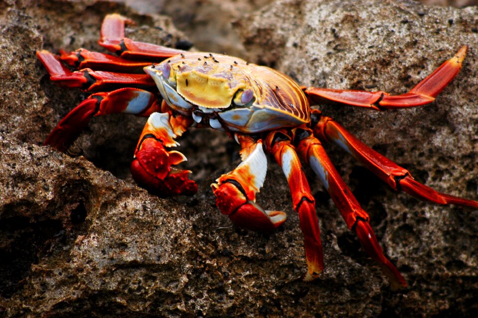 Ecuador nature wildlife
