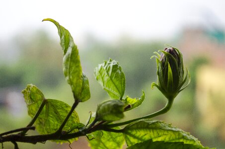 Nature plant leaf
