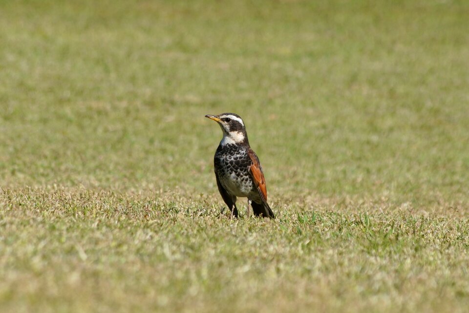 Lawn wild birds little bird