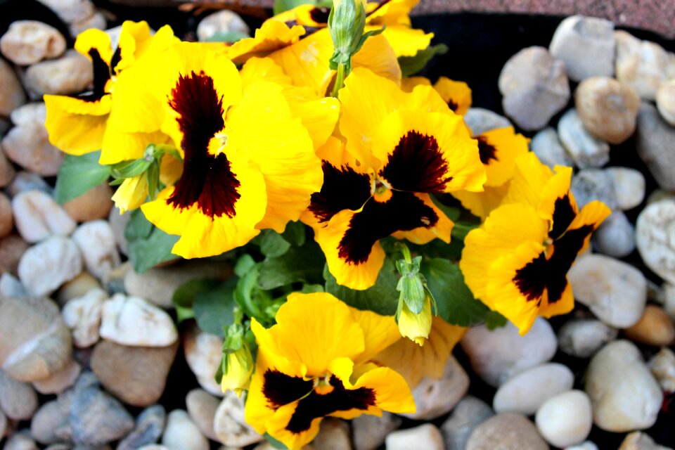 Spring garden yellow flower