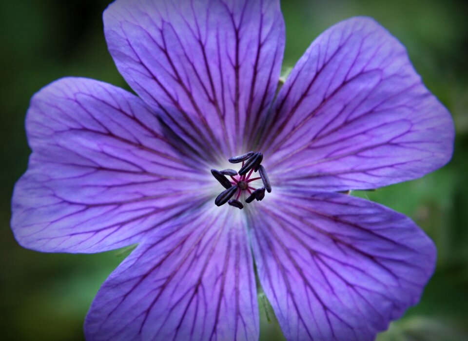 Bloom flower bloom