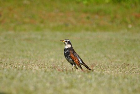 Lawn wild birds little bird photo