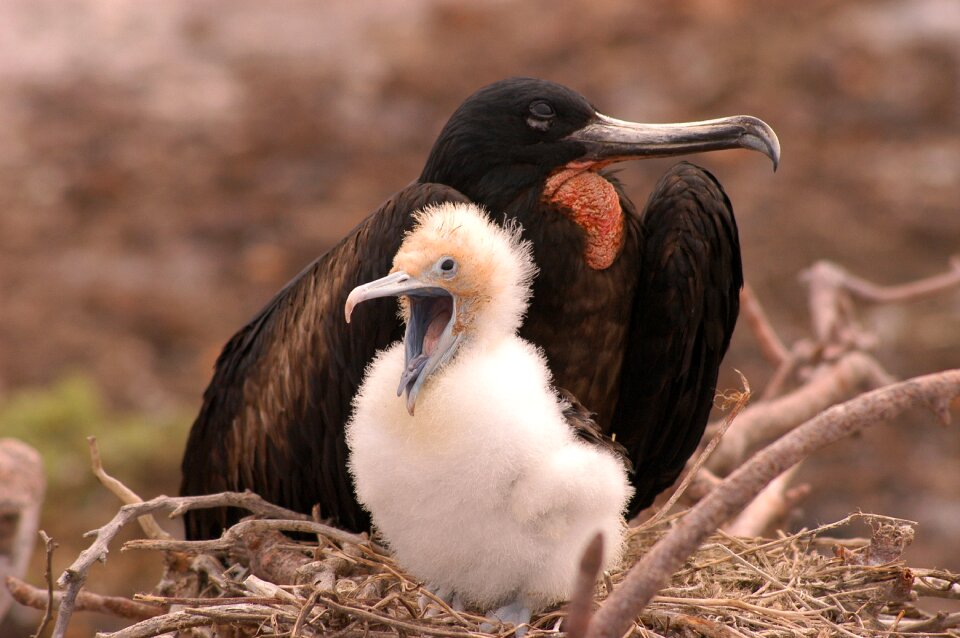 Fregate animal nest photo