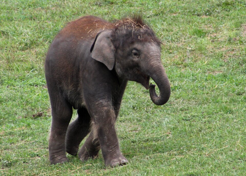 Wildlife calf safari