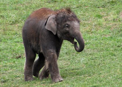 Wildlife calf safari