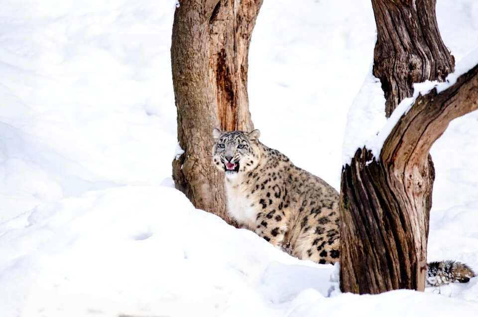 Hunter snow winter