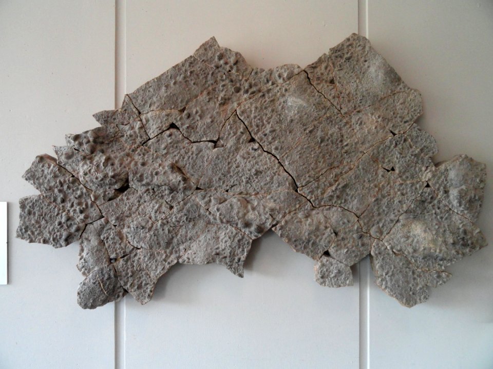 Fossil sea floor from Rottershausen - Mineralogisches Museum der Universität Würzburg - DSC02880