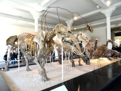 Fossil room - AMNH - DSC06324