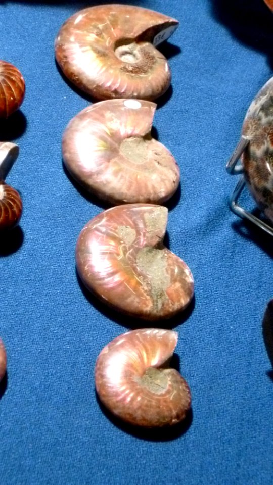 Fossilium 2012 28
