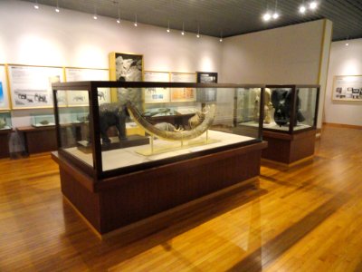 Fossils - Kyoto University Museum - DSC06425