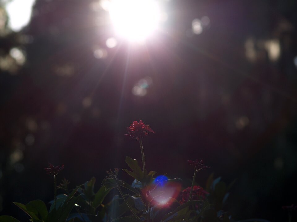 Flowers red flowers sunshine