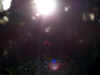 Flowers red flowers sunshine